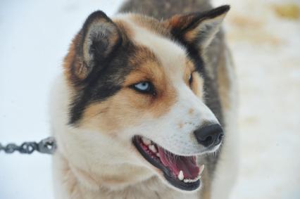 Аляска. Ежегодные гонки на собачьих упряжках (Iditarod Trail Sled Dog Race). На снимке: чукотская ездовая собака.