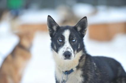 Аляска. Ежегодные гонки на собачьих упряжках (Iditarod Trail Sled Dog Race). На снимке: чукотская ездовая собака.