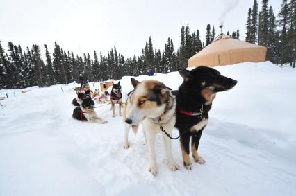 Аляска. Ежегодные гонки на собачьих упряжках (Iditarod Trail Sled Dog Race). На снимке: упряжка чукотских ездовых собак .