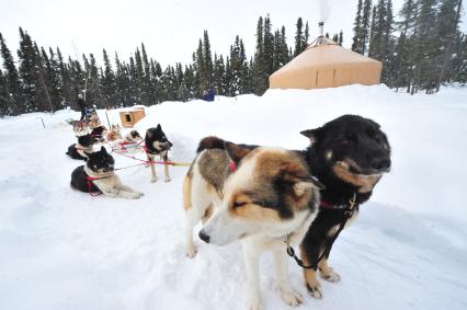 Аляска. Ежегодные гонки на собачьих упряжках (Iditarod Trail Sled Dog Race). На снимке: упряжка чукотских ездовых собак .