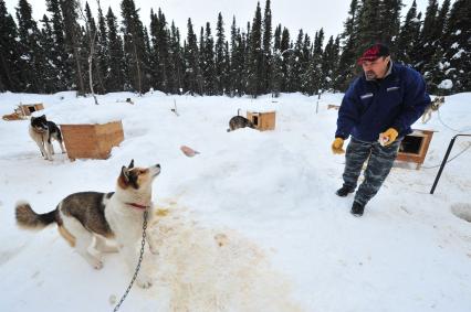 Аляска. Ежегодные гонки на собачьих упряжках (Iditarod Trail Sled Dog Race). На снимке: каюр кормит ездовых собак.