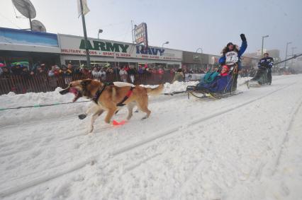 Аляска. Ежегодные гонки на собачьих упряжках (Iditarod Trail Sled Dog Race). На снимке: каюр и ездовые собаки.