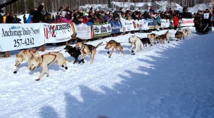 Аляска. Ежегодные гонки на собачьих упряжках (Iditarod Trail Sled Dog Race). На снимке: каюры и ездовые собаки.