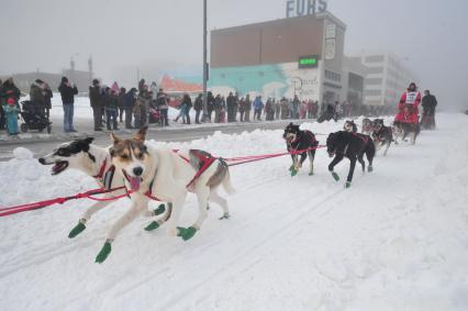 Аляска. Ежегодные гонки на собачьих упряжках (Iditarod Trail Sled Dog Race). На снимке: каюр и ездовые собаки.