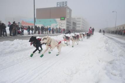 Аляска. Ежегодные гонки на собачьих упряжках (Iditarod Trail Sled Dog Race). На снимке: ездовые собаки.