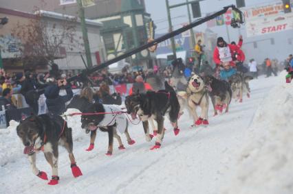 Аляска. Ежегодные гонки на собачьих упряжках (Iditarod Trail Sled Dog Race). На снимке: каюр и ездовые собаки.