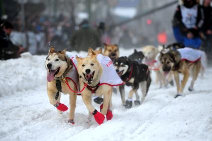 Аляска. Ежегодные гонки на собачьих упряжках (Iditarod Trail Sled Dog Race). На снимке: ездовые собаки.