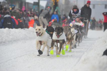 Аляска. Ежегодные гонки на собачьих упряжках (Iditarod Trail Sled Dog Race). На снимке: каюр и ездовые собаки.