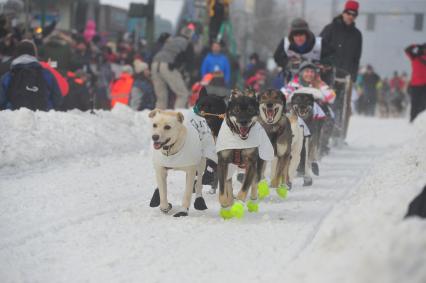 Аляска. Ежегодные гонки на собачьих упряжках (Iditarod Trail Sled Dog Race). На снимке: каюр и ездовые собаки.
