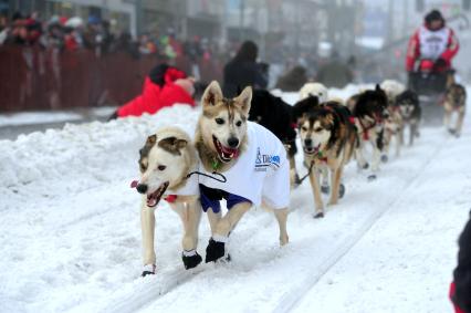 Аляска. Ежегодные гонки на собачьих упряжках (Iditarod Trail Sled Dog Race). На снимке: каюр и ездовые собаки.