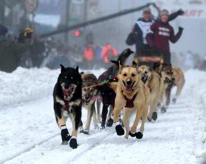 Аляска. Ежегодные гонки на собачьих упряжках (Iditarod Trail Sled Dog Race). На снимке: каюры и ездовые собаки.