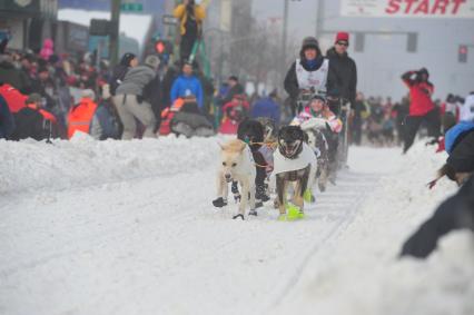 Аляска. Ежегодные гонки на собачьих упряжках (Iditarod Trail Sled Dog Race). На снимке: каюр и ездовые собаки.