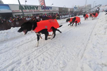 Аляска. Ежегодные гонки на собачьих упряжках (Iditarod Trail Sled Dog Race). На снимке: ездовые собаки.
