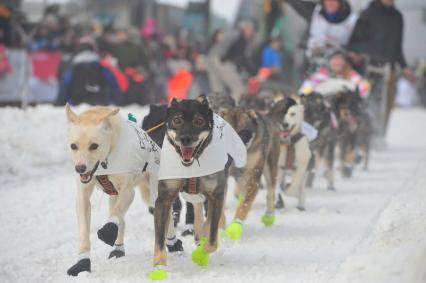 Аляска. Ежегодные гонки на собачьих упряжках (Iditarod Trail Sled Dog Race). На снимке: каюр и ездовые собаки.