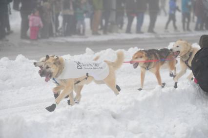 Аляска. Ежегодные гонки на собачьих упряжках (Iditarod Trail Sled Dog Race). На снимке: ездовые собаки.