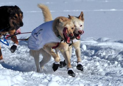 Аляска. Ежегодные гонки на собачьих упряжках (Iditarod Trail Sled Dog Race). На снимке: ездовые собаки.