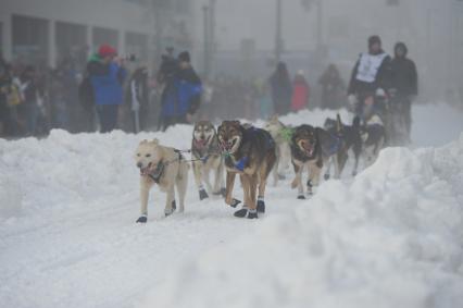 Аляска. Ежегодные гонки на собачьих упряжках (Iditarod Trail Sled Dog Race). На снимке: каюр и ездовые собаки.