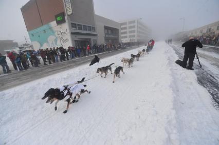 Аляска. Ежегодные гонки на собачьих упряжках (Iditarod Trail Sled Dog Race). На снимке: ездовые собаки.