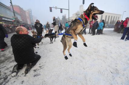 Аляска. Ежегодные гонки на собачьих упряжках (Iditarod Trail Sled Dog Race). На снимке: ездовые собаки.