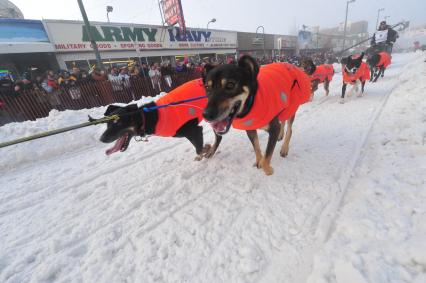 Аляска. Ежегодные гонки на собачьих упряжках (Iditarod Trail Sled Dog Race). На снимке: ездовые собаки.