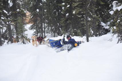Аляска. Ежегодные гонки на собачьих упряжках (Iditarod Trail Sled Dog Race). На снимке: падение каюра с нарт.