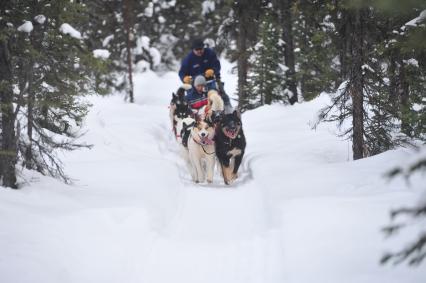 Аляска. Ежегодные гонки на собачьих упряжках (Iditarod Trail Sled Dog Race). На снимке: ездовые собаки и каюр.