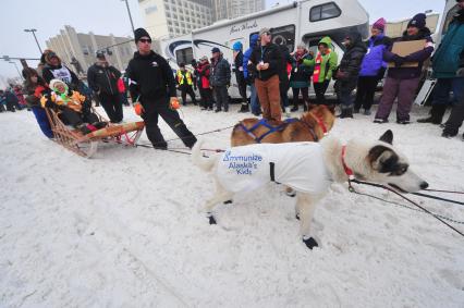 Аляска. Ежегодные гонки на собачьих упряжках (Iditarod Trail Sled Dog Race). На снимке: ездовые собаки и каюр перед соревнованиями.