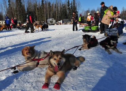 Аляска. Ежегодные гонки на собачьих упряжках (Iditarod Trail Sled Dog Race). На снимке: ездовые собаки перед соревнованиями.