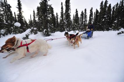 Аляска. Ежегодные гонки на собачьих упряжках (Iditarod Trail Sled Dog Race). На снимке: ездовые собаки и каюр.