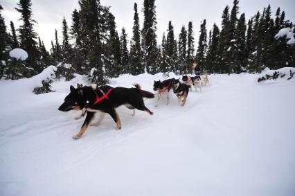 Аляска. Ежегодные гонки на собачьих упряжках (Iditarod Trail Sled Dog Race). На снимке: ездовые собаки.