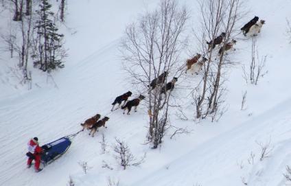 Аляска. Ежегодные гонки на собачьих упряжках (Iditarod Trail Sled Dog Race).