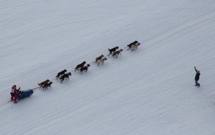 Аляска. Ежегодные гонки на собачьих упряжках (Iditarod Trail Sled Dog Race).