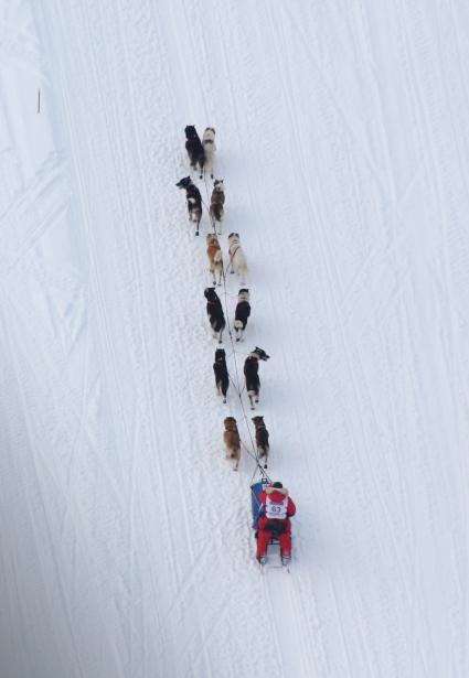 Аляска. Ежегодные гонки на собачьих упряжках (Iditarod Trail Sled Dog Race).