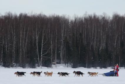 Аляска. Ежегодные гонки на собачьих упряжках (Iditarod Trail Sled Dog Race).