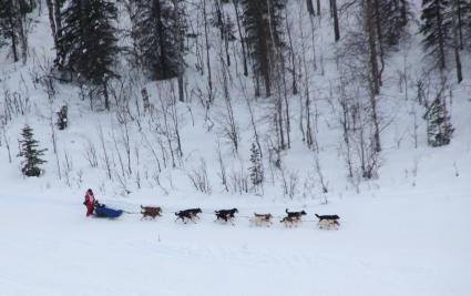 Аляска. Ежегодные гонки на собачьих упряжках (Iditarod Trail Sled Dog Race).