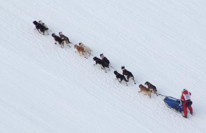 Аляска. Ежегодные гонки на собачьих упряжках (Iditarod Trail Sled Dog Race).