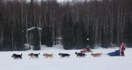 Аляска. Ежегодные гонки на собачьих упряжках (Iditarod Trail Sled Dog Race).