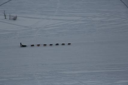 Аляска. Ежегодные гонки на собачьих упряжках (Iditarod Trail Sled Dog Race).