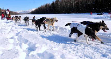 Аляска. Ежегодные гонки на собачьих упряжках (Iditarod Trail Sled Dog Race).