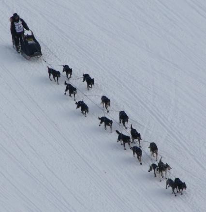 Аляска. Ежегодные гонки на собачьих упряжках (Iditarod Trail Sled Dog Race).