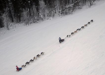 Аляска. Ежегодные гонки на собачьих упряжках (Iditarod Trail Sled Dog Race).