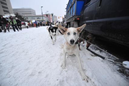 Аляска. Ежегодные гонки на собачьих упряжках (Iditarod Trail Sled Dog Race). На снимке: ездовые собаки на привязи.