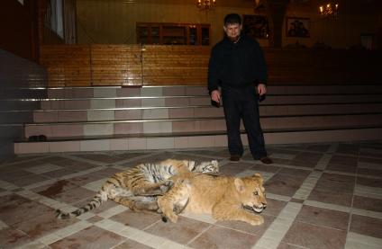 Исполняющий обязанности председателя правительства республики Рамзан Кадыров в своем доме с маленьким тигром и львом.