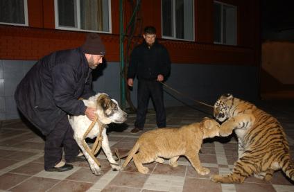 Исполняющий обязанности председателя правительства республики Рамзан Кадыров в своем доме с маленьким тигром, львом и собакой.