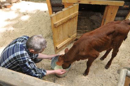 Мужчина кормит теленка в контактном зоопарке Ставрополя.