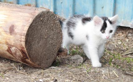 Котенок крадется по двору