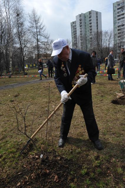 Отрадное. Общегородской субботник. На снимке: ветеран сажает дерево.