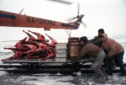 Восточная Сибирь. Эвенкия. На снимке: погрузка мясных туш, добычи местных охотников, на борт вертолета Ми-6.