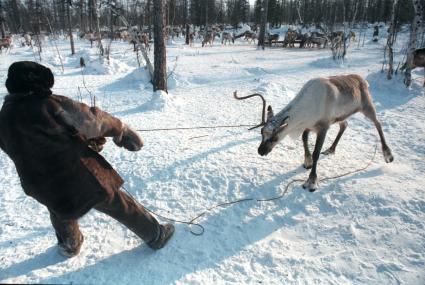 Восточная Сибирь. Эвенкия. На снимке: эвенк тянет на аркане оленя.