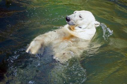 Белый медведь купается в водоеме.